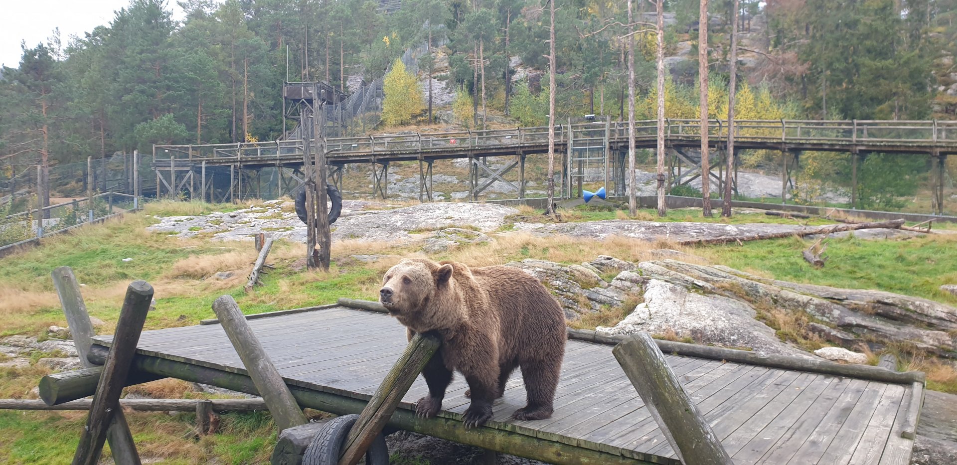 European brown bear (Ursus arctos arctos)