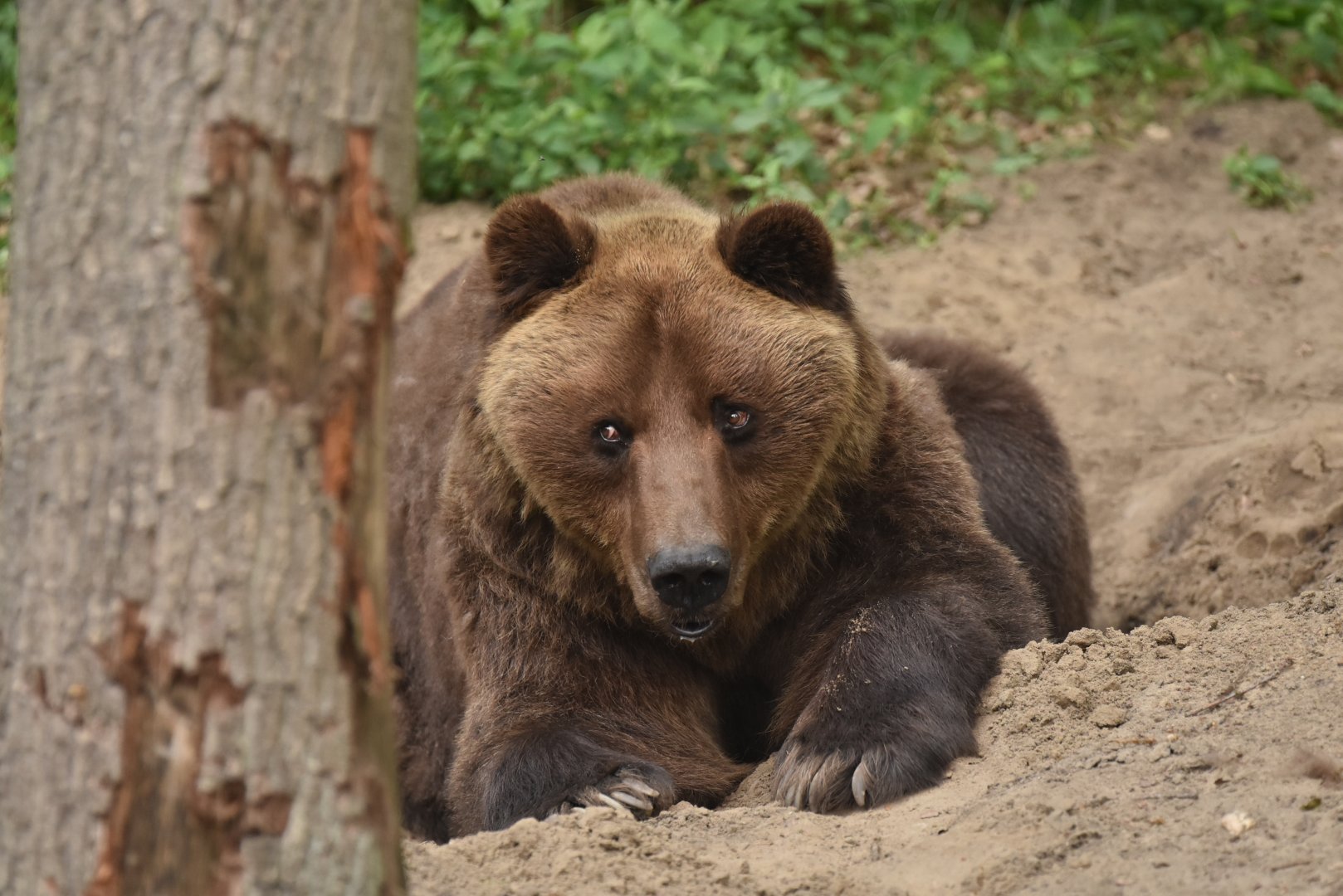 European brown bear (Ursus arctos arctos)