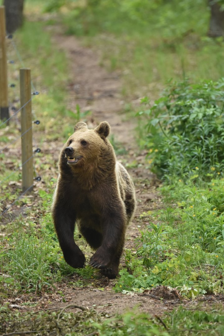 European brown bear (Ursus arctos arctos)