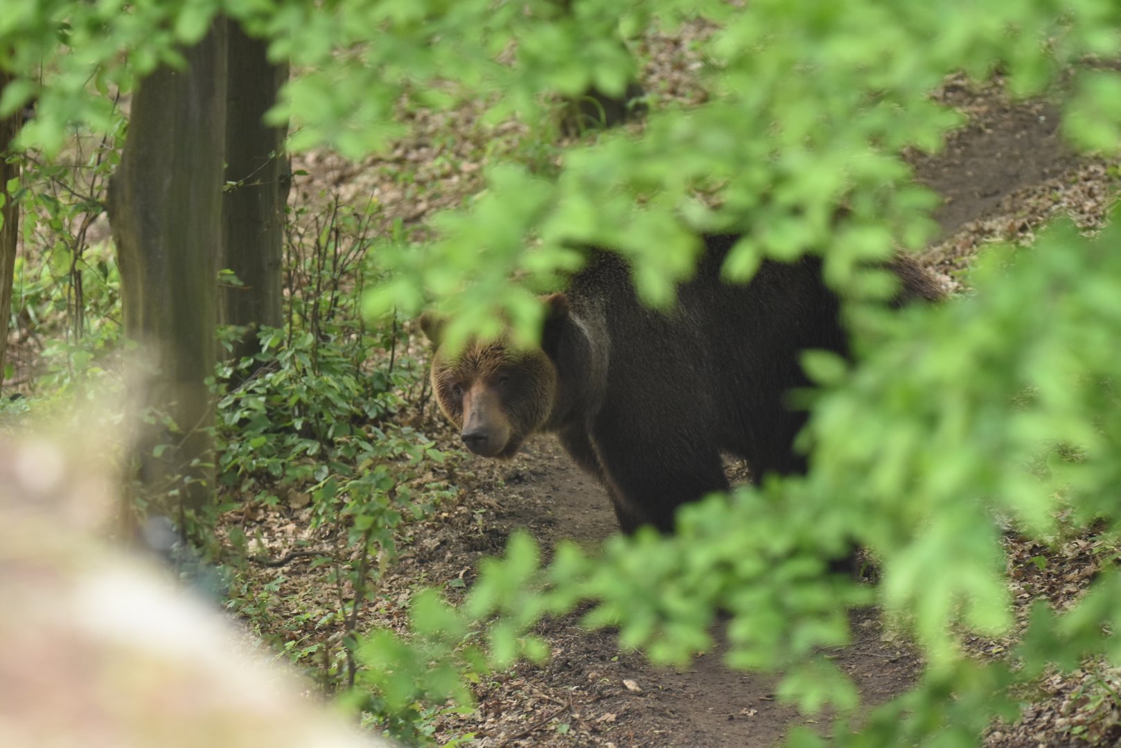 European brown bear (Ursus arctos arctos)