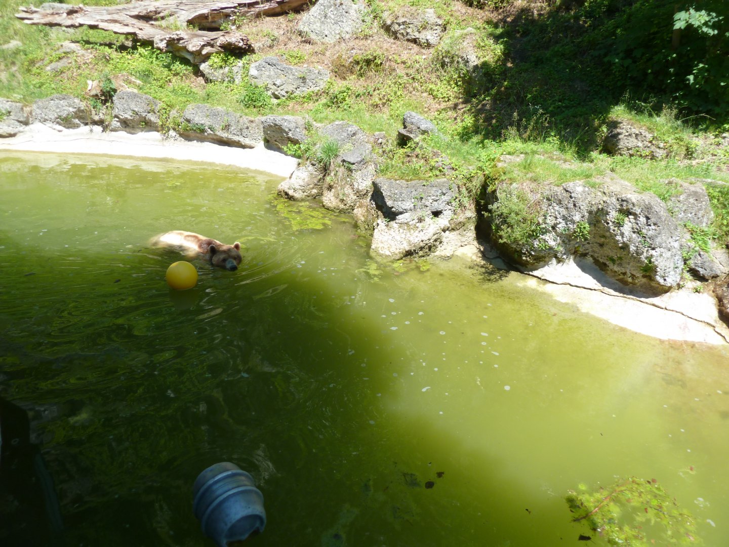European brown bear - Ursus arctos arctos