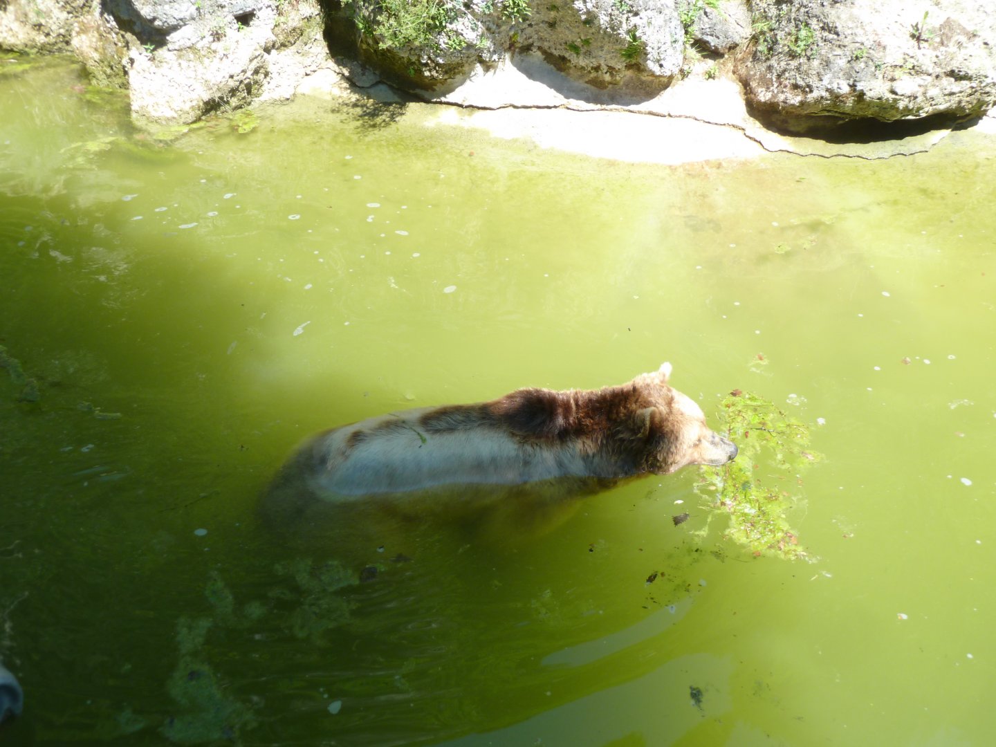 European brown bear - Ursus arctos arctos