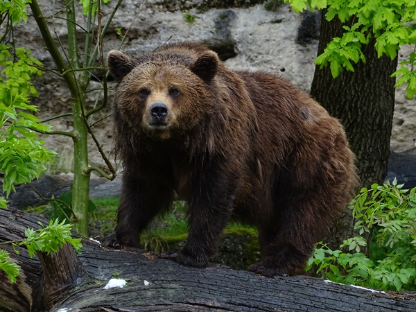 European brown bear (Ursus arctos arctos)