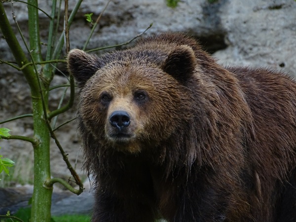 European brown bear (Ursus arctos arctos)