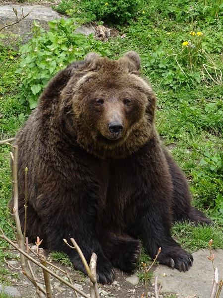 European brown bear (Ursus arctos arctos)