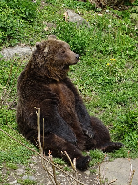 European brown bear (Ursus arctos arctos)