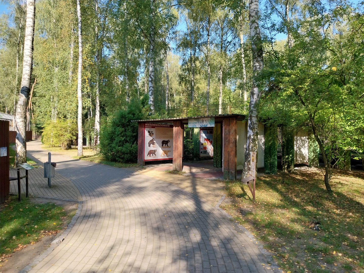 European Brown Bear (Ursus arctos arctos)