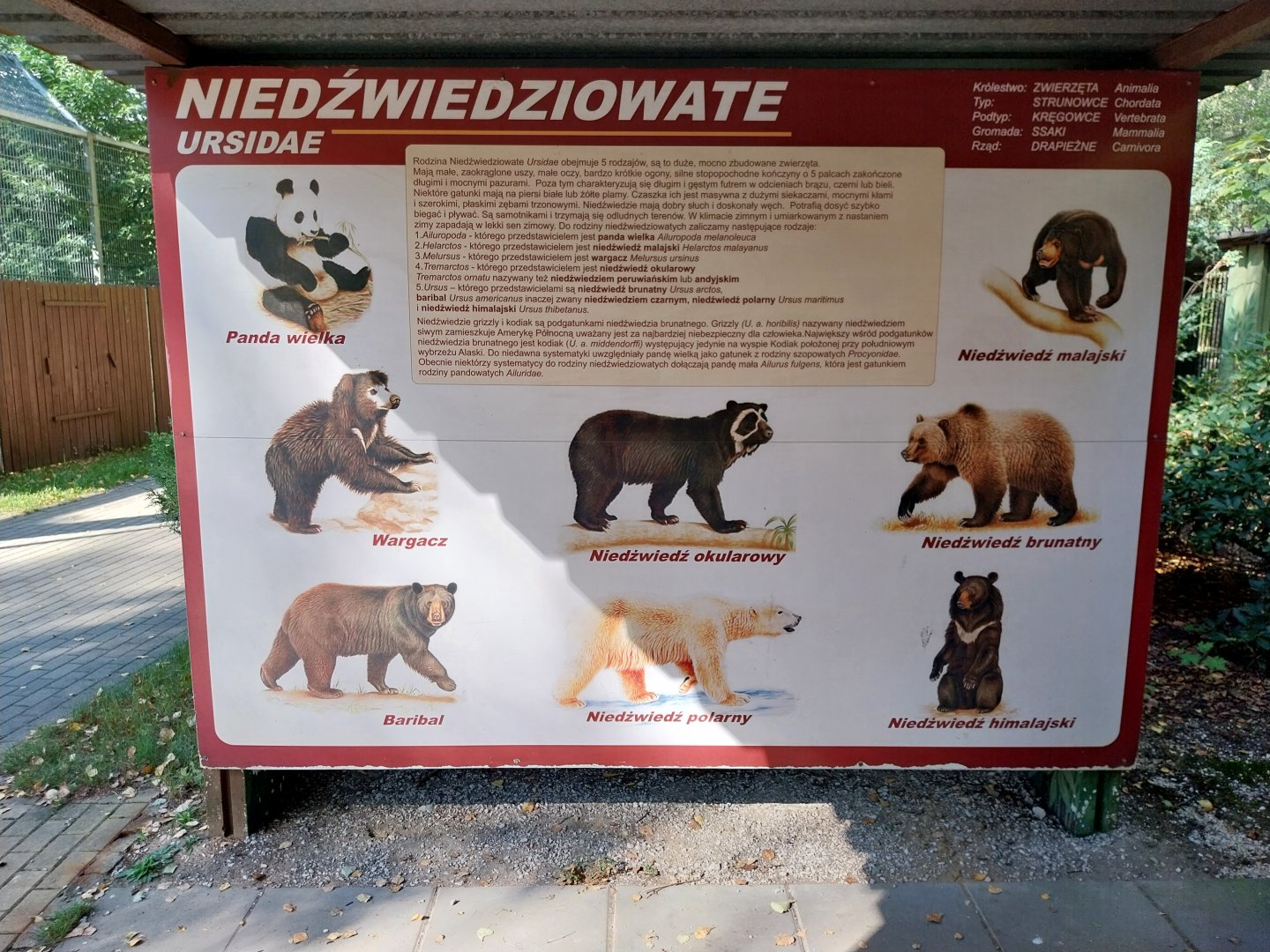 European Brown Bear (Ursus arctos arctos)