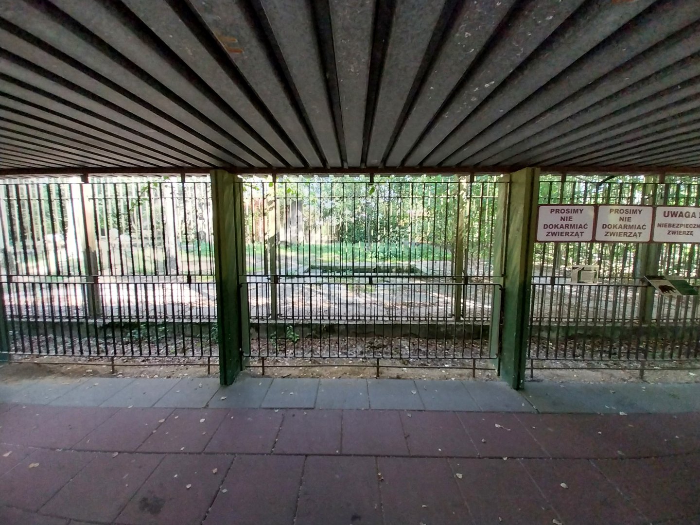 European Brown Bear (Ursus arctos arctos)