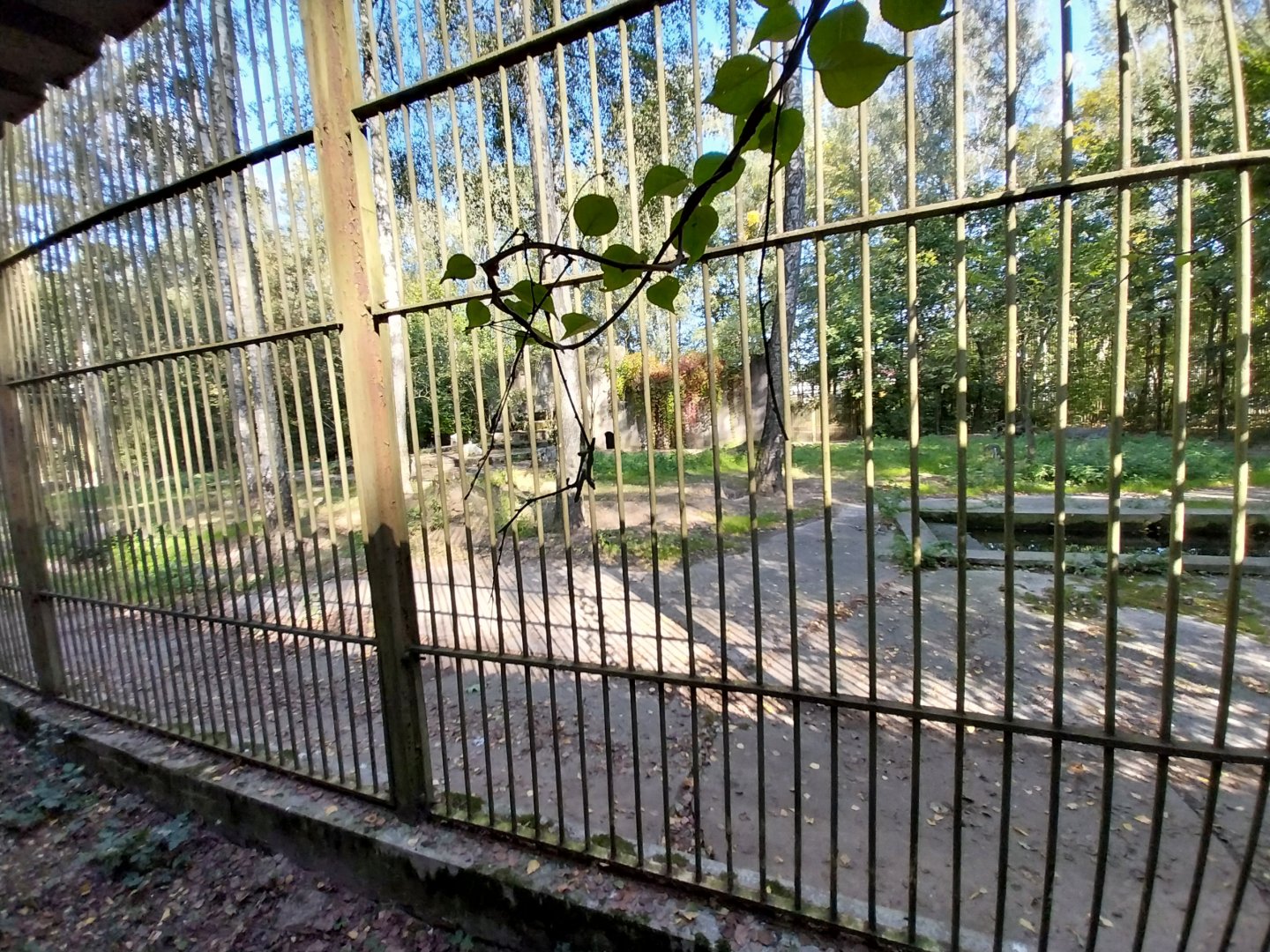 European Brown Bear (Ursus arctos arctos)