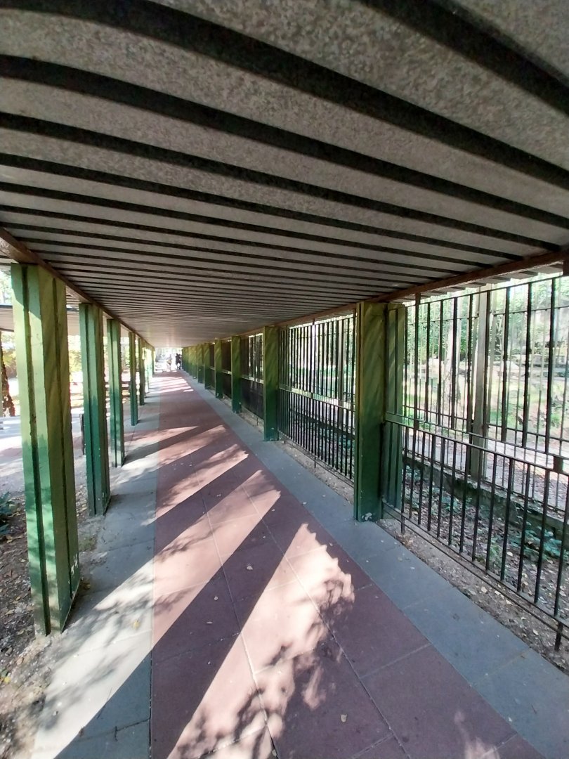 European Brown Bear (Ursus arctos arctos)