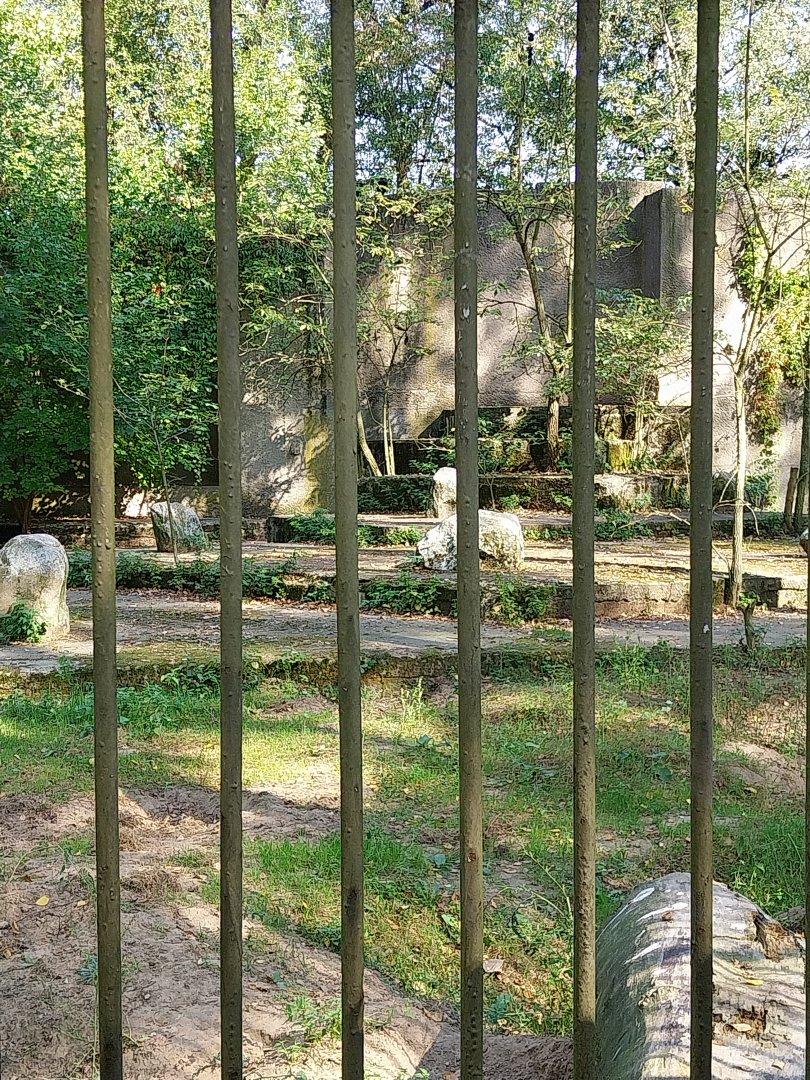 European Brown Bear (Ursus arctos arctos)