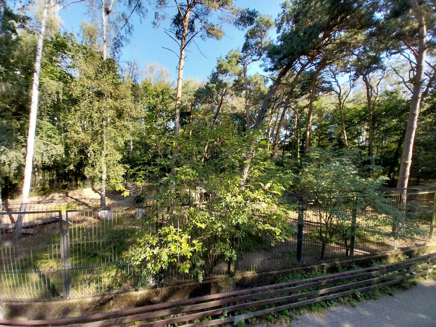 European Brown Bear (Ursus arctos arctos)