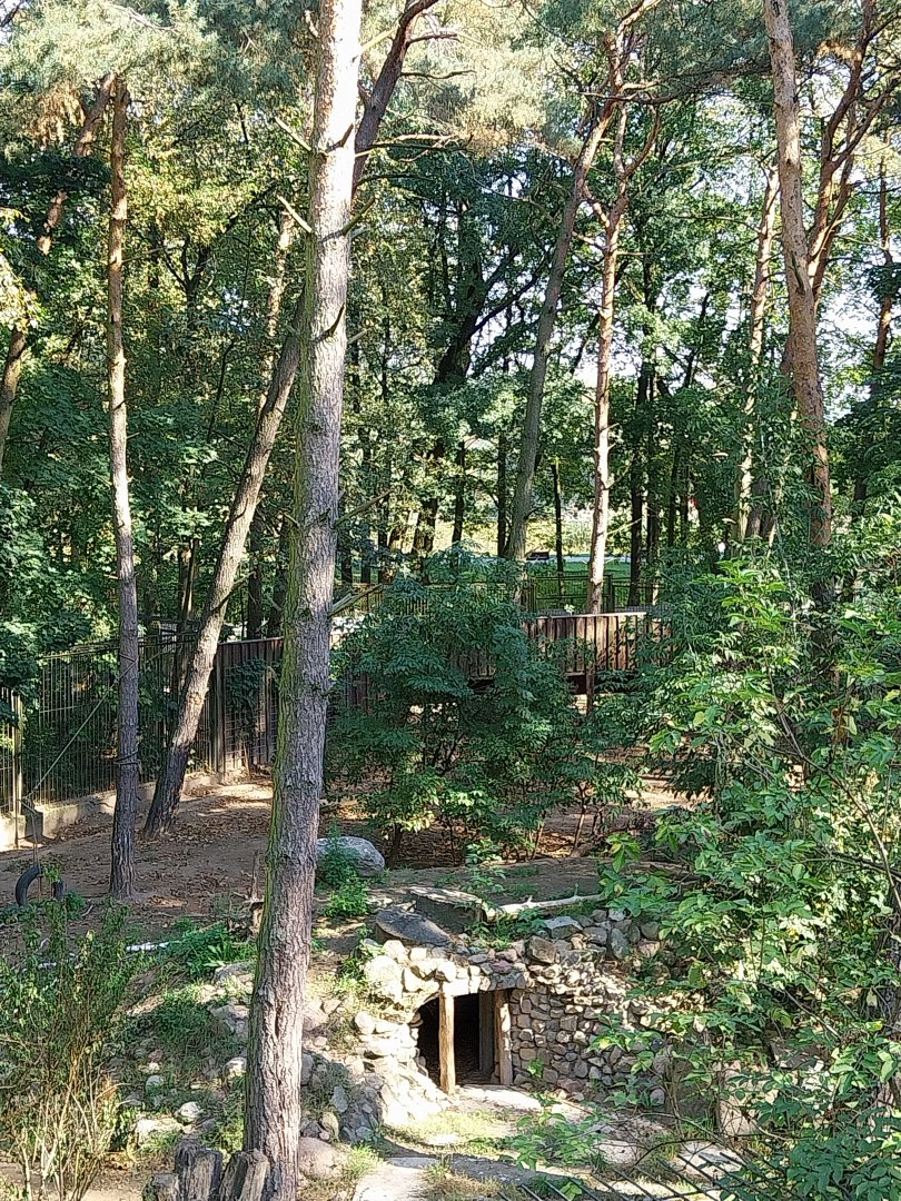European Brown Bear (Ursus arctos arctos)