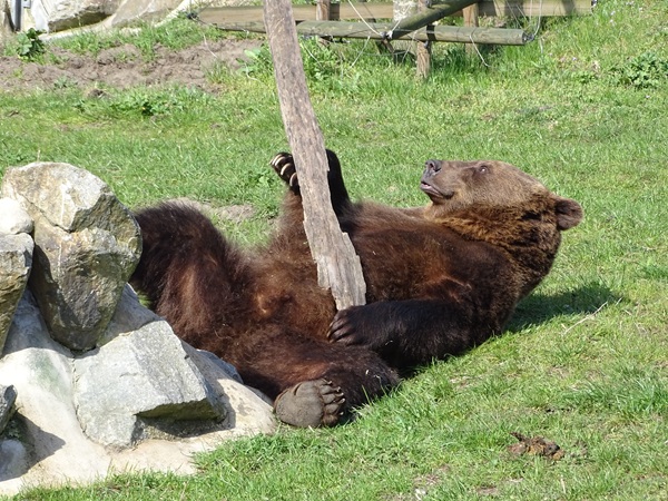 European brown bear (Ursus arctos arctos)
