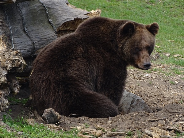 European brown bear (Ursus arctos arctos)
