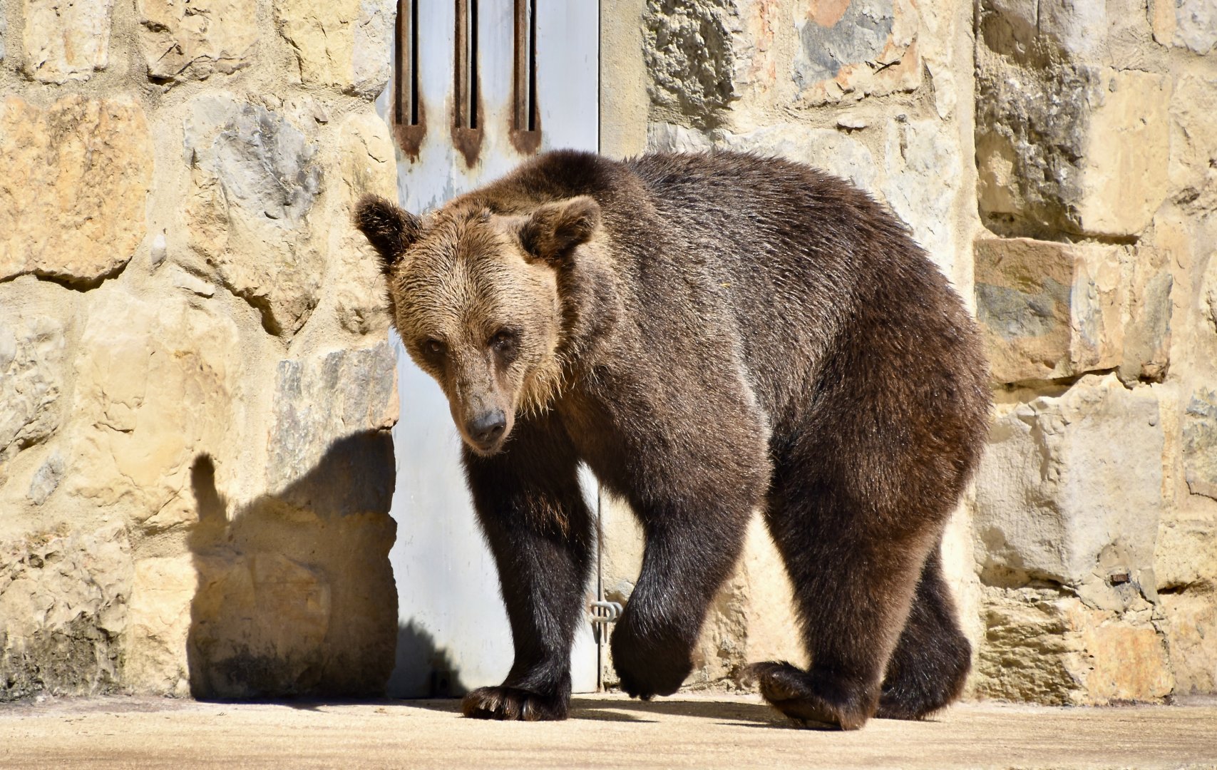 European Brown Bear (Ursus arctos arctos)