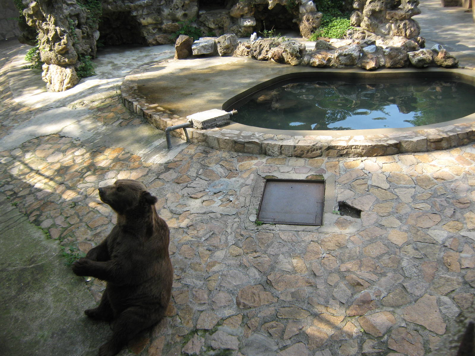European brown bear (Ursus arctos) enclosure
