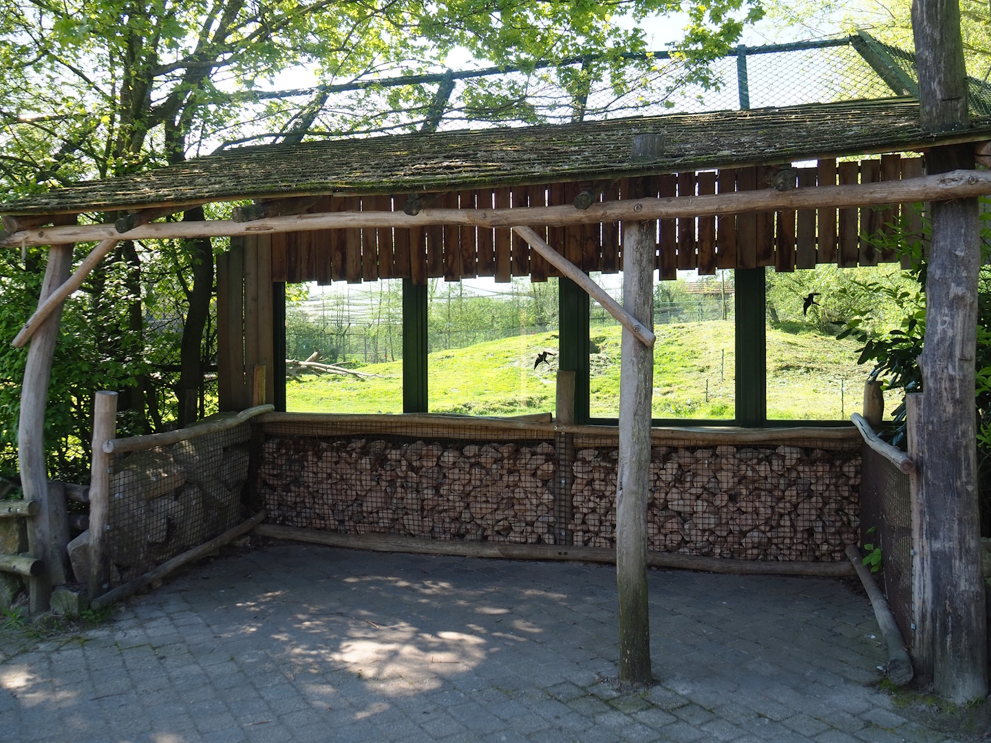 European brown bear viewing area, 2023-04-30