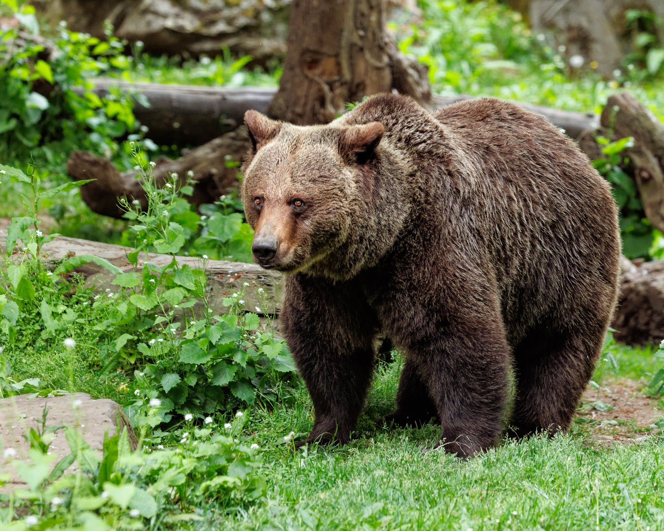 European Brown Bear / Welsh Mountain Zoo / 15-5-22