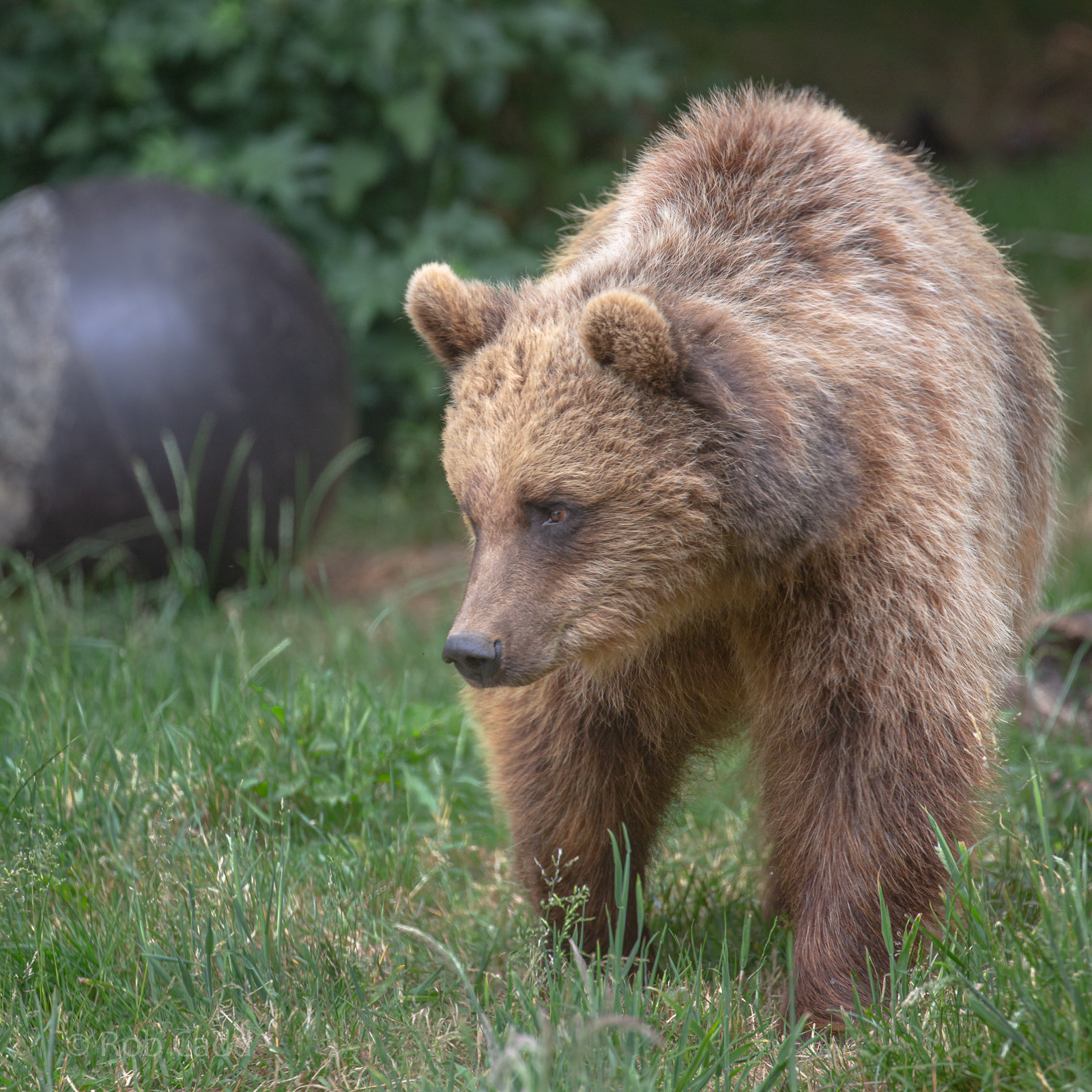 European brown bear : Whipsnade : 16 Jun 2020