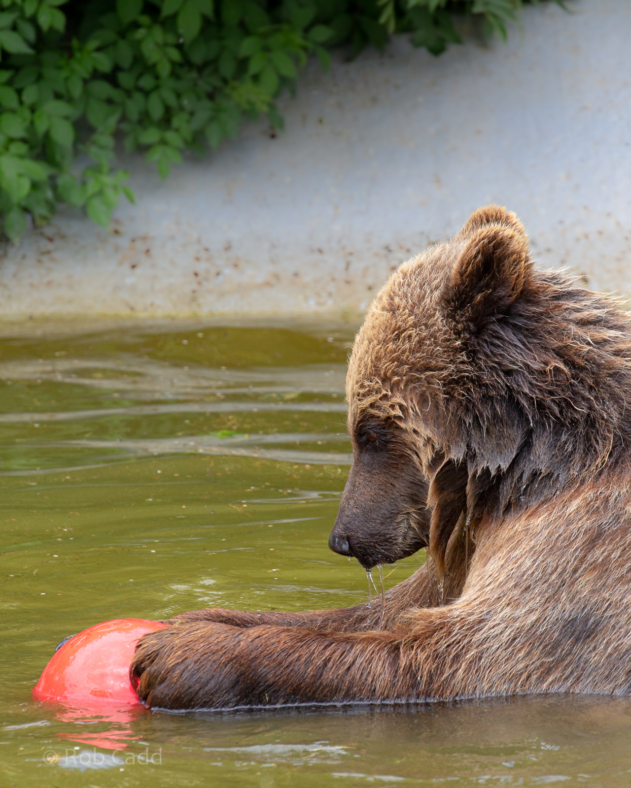 European brown bear : Whipsnade : 16 Jun 2020