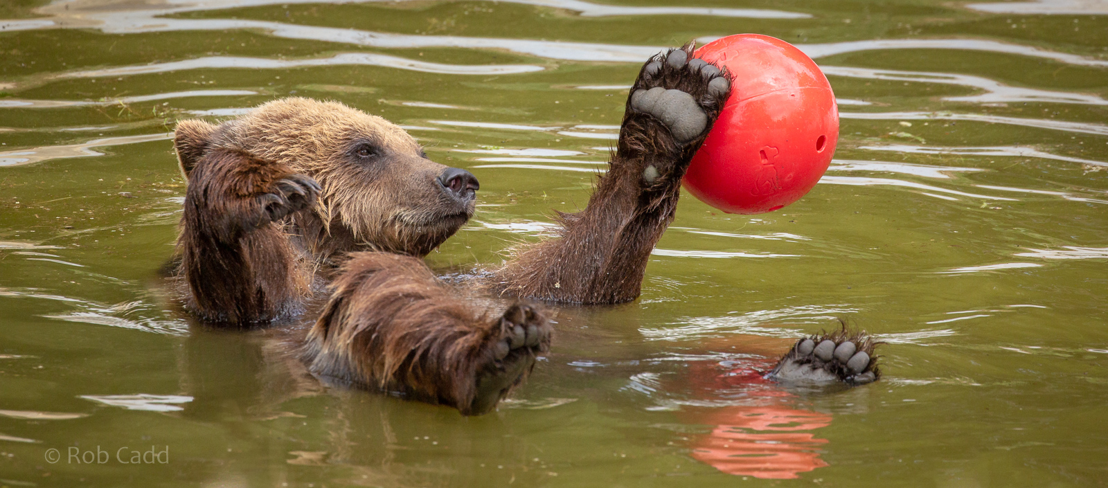 European brown bear : Whipsnade : 16 Jun 2020