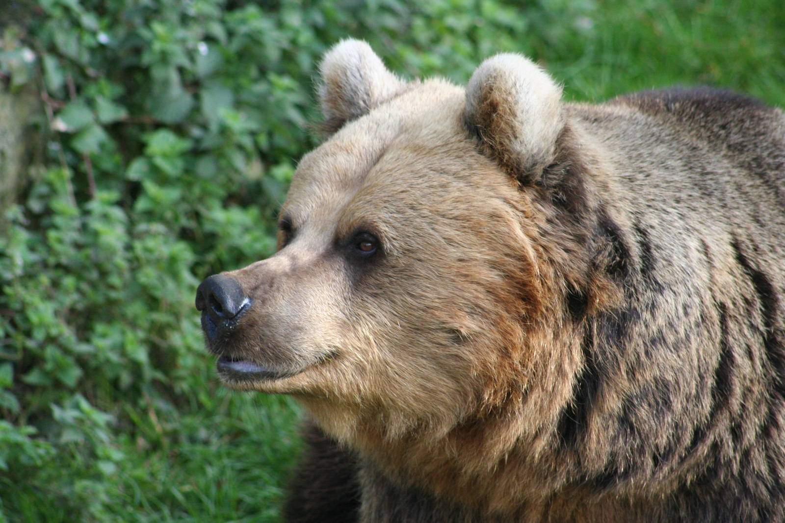European Brown Bear @ Whipsnade 22.10.2014