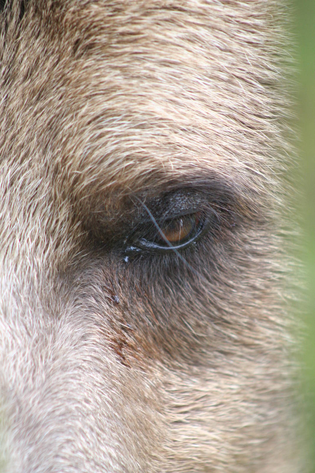 European Brown Bear @ Whipsnade 22.10.2014