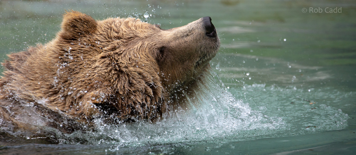 European brown bear : Whipsnade : 31 Aug 2019