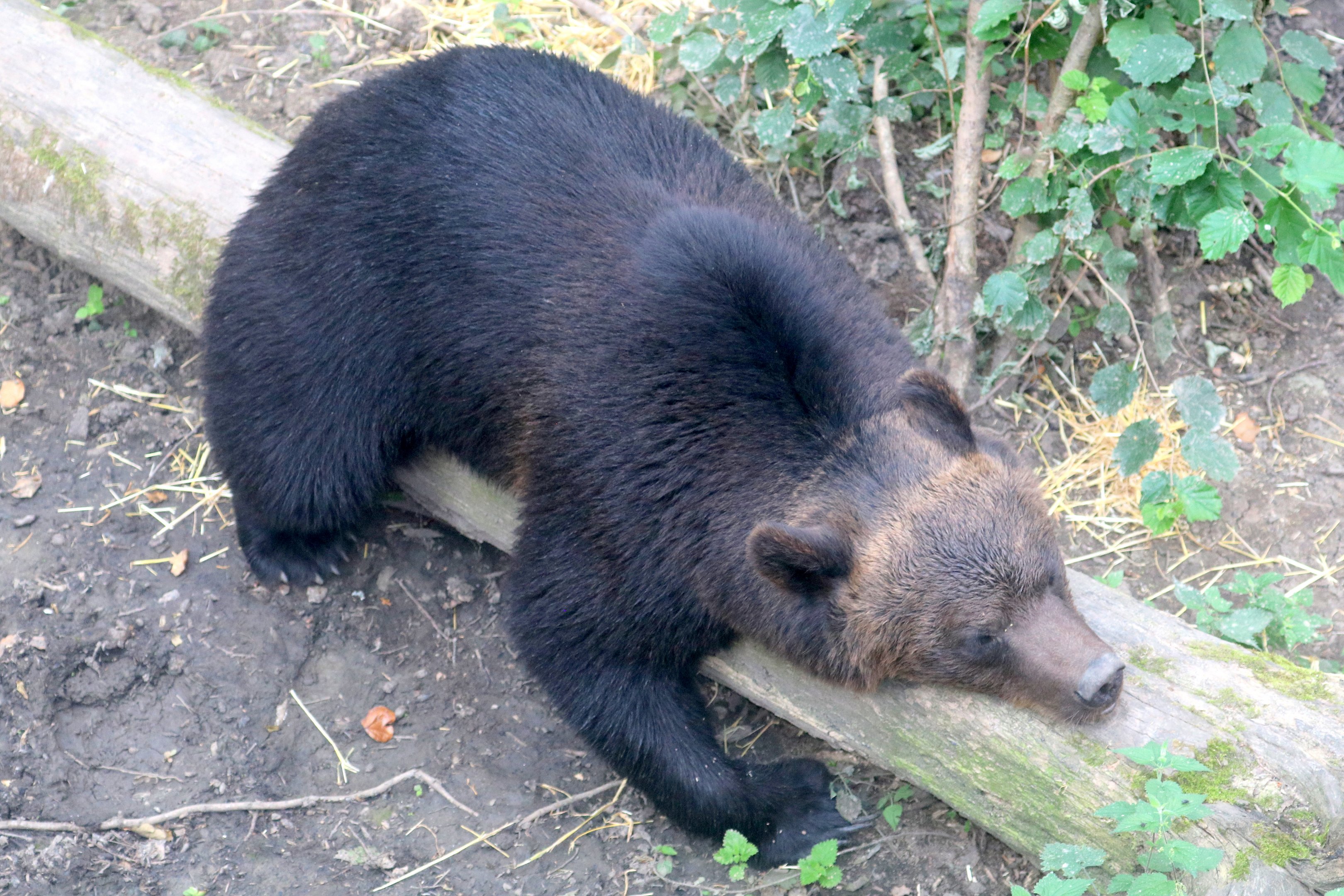 European brown bear; Wild Place; 22nd July 2021