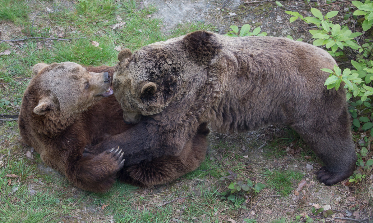 European brown bear : Wildwood : 07 May 2017