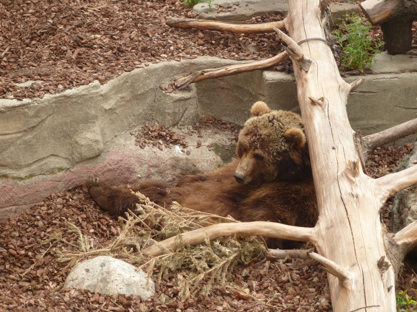 European brown bear-Zoo Barcelona (2015)