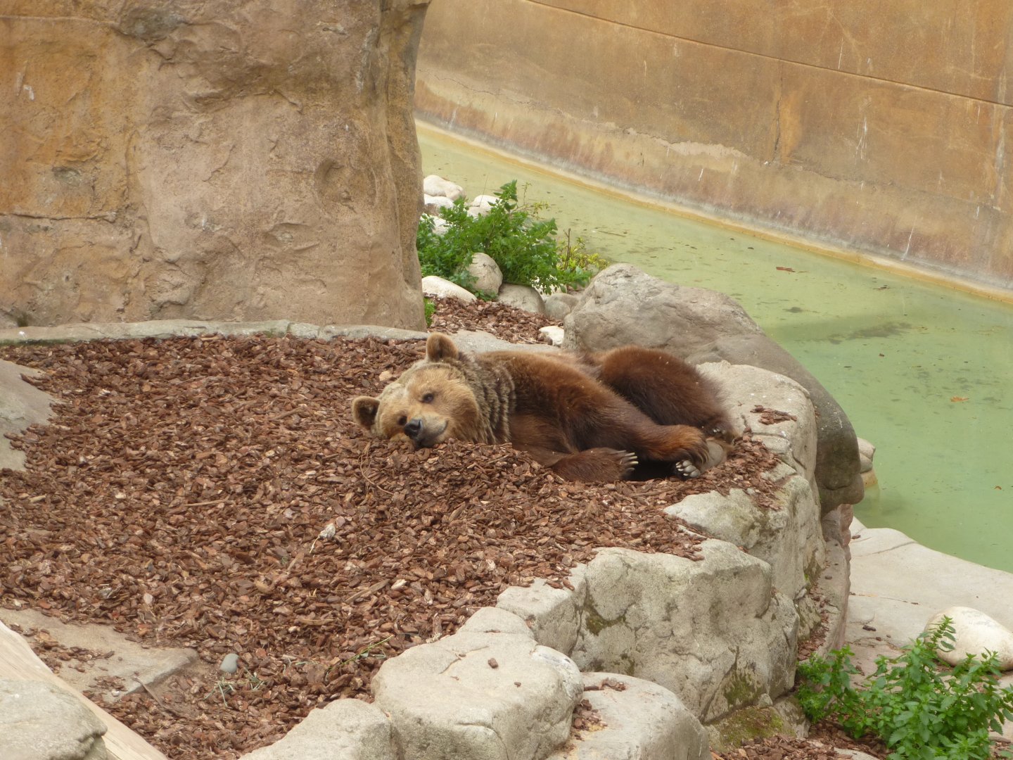 European brown bear-Zoo Barcelona (2015)