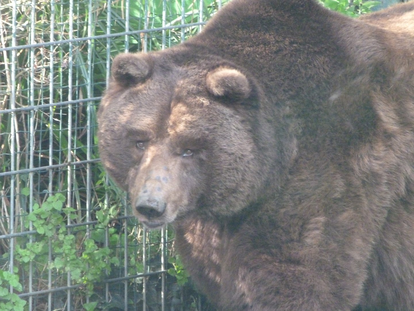 European brown bear -Zoo de Santillana del Mar (2024)