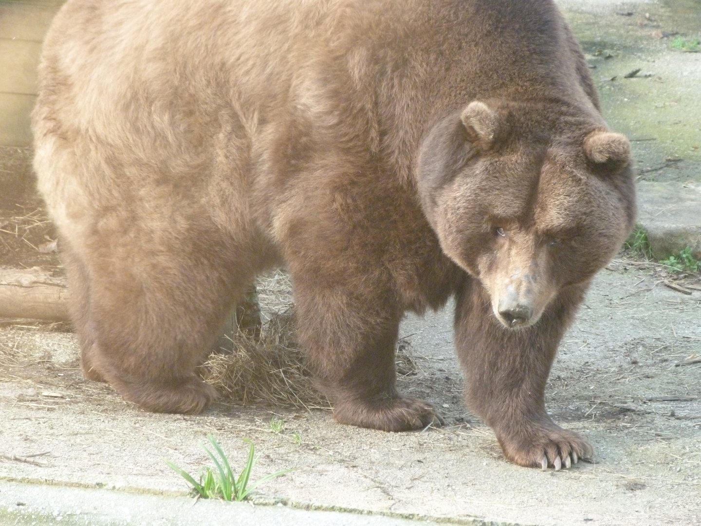 European brown bear -Zoo de Santillana del Mar (2024)