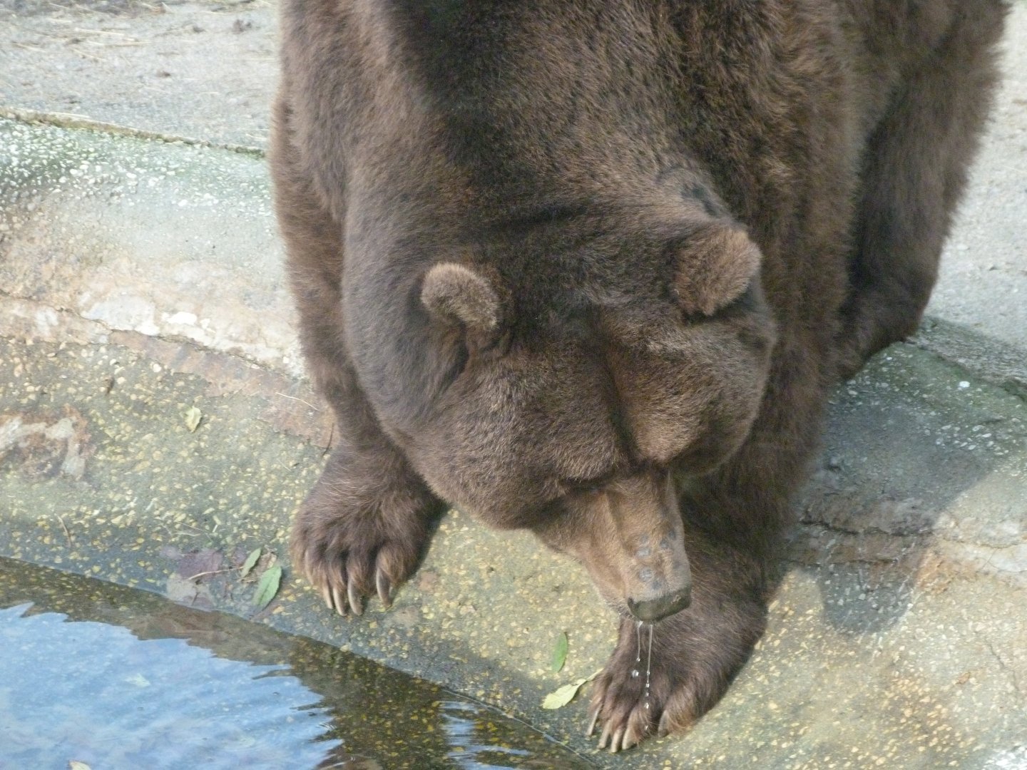 European brown bear -Zoo de Santillana del Mar (2024)