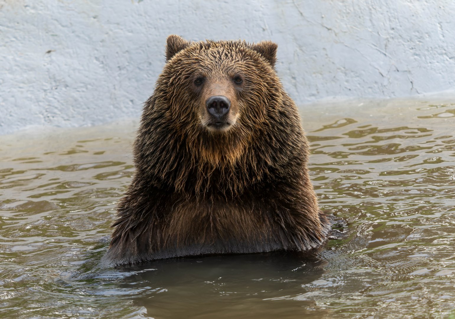 European brown bear, ZSL Whipsnade, UK