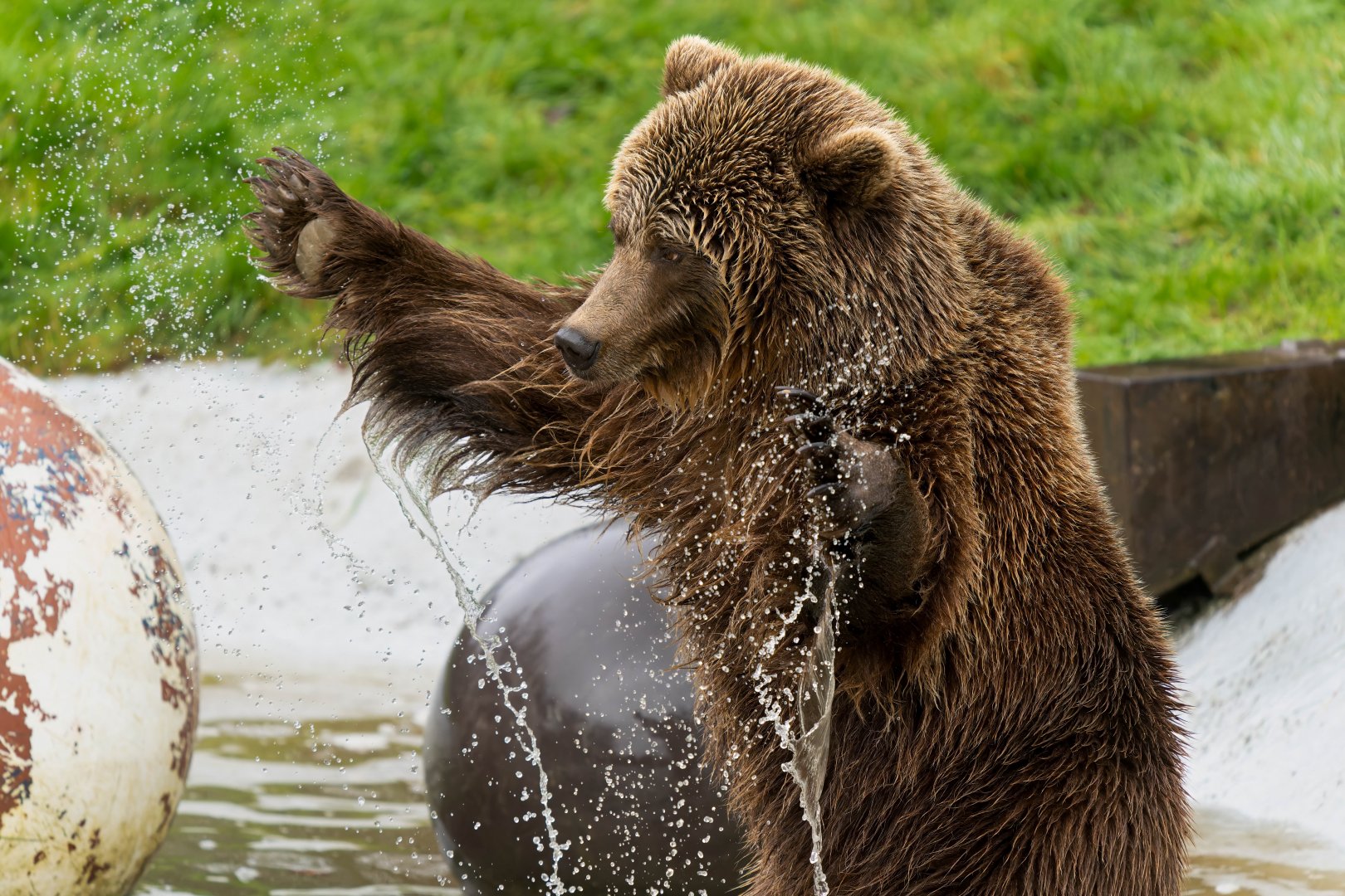 European brown bear, ZSL Whipsnade, UK