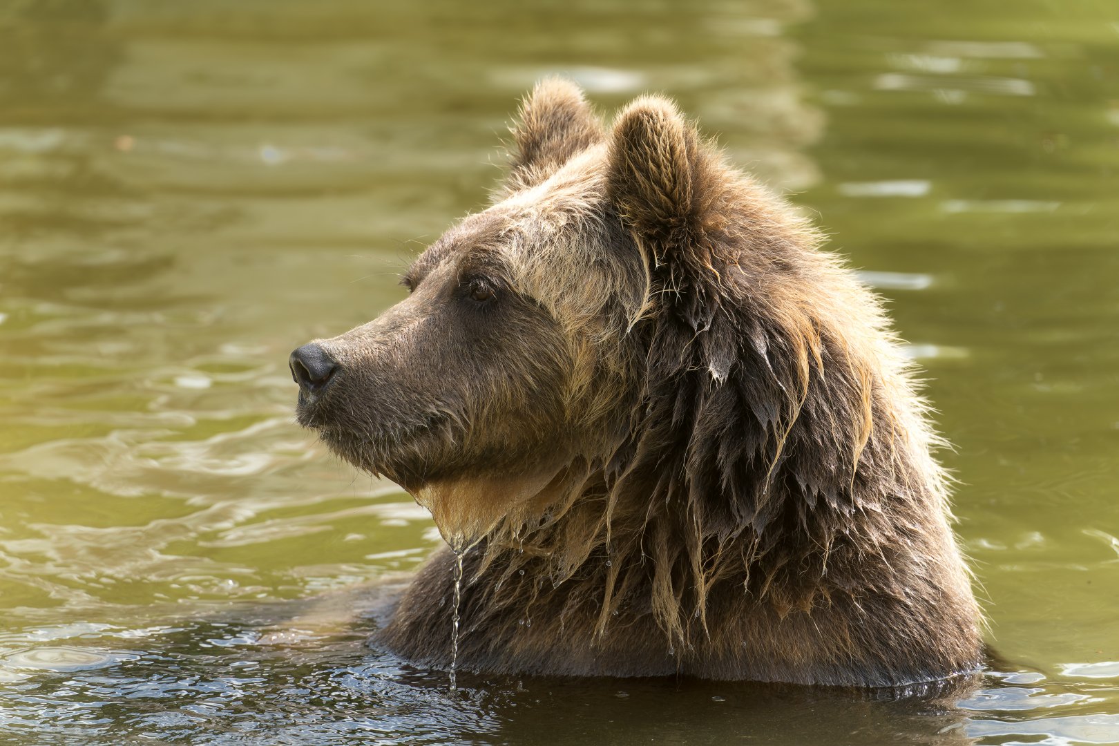 European Brown Bear, ZSL Whipsnade, UK