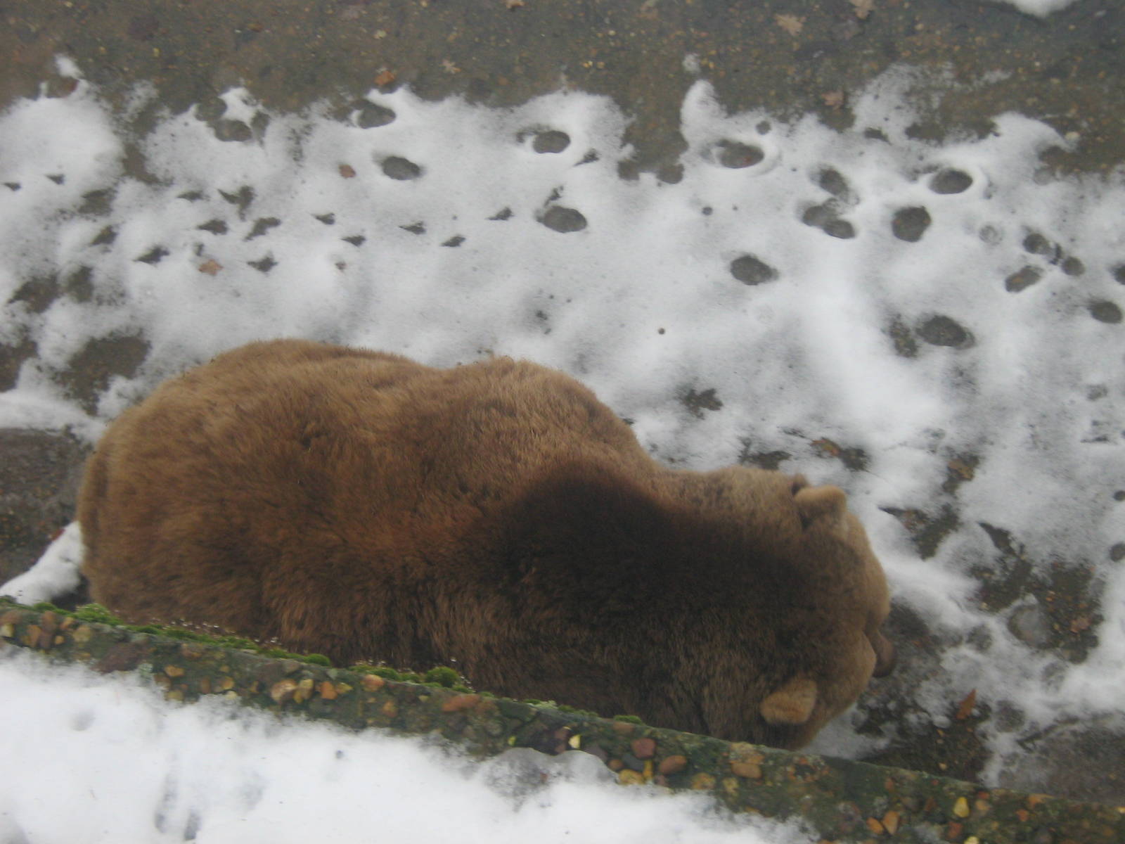 European Brown Bear.