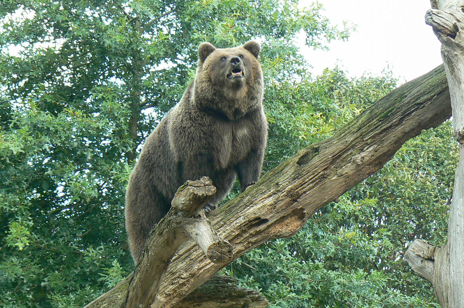European brown bear