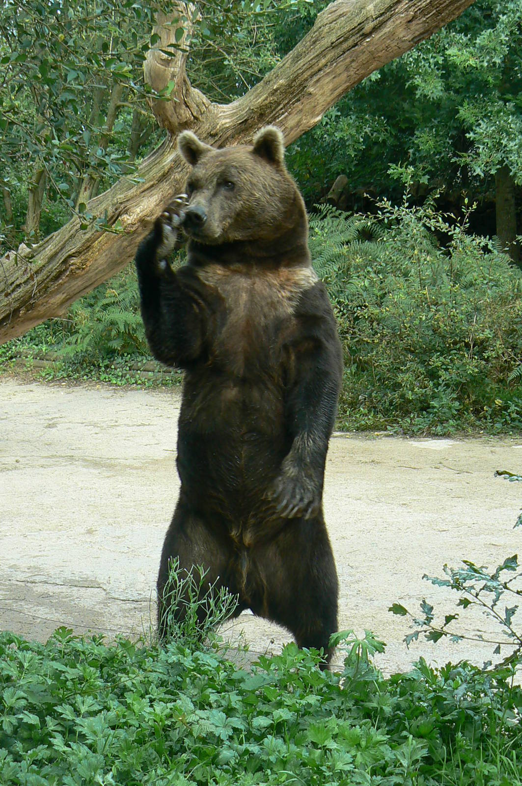 European brown bear