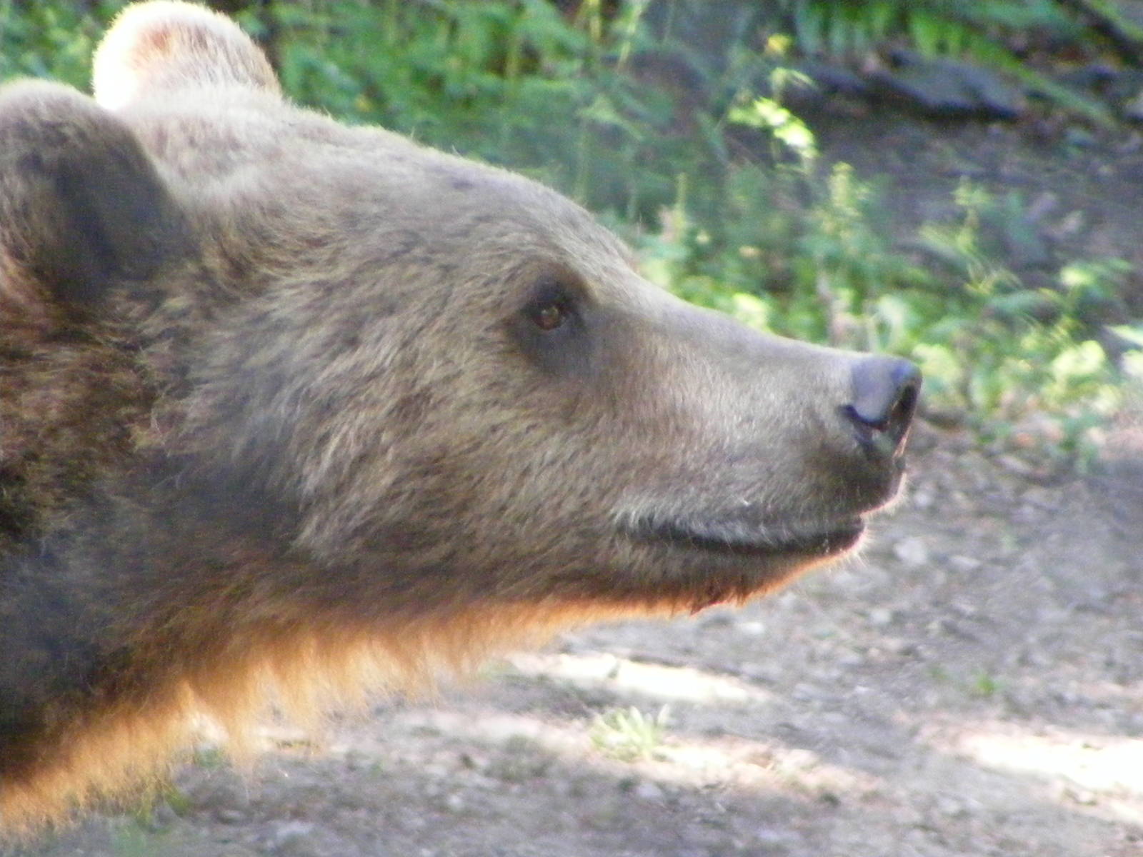 European Brown Bear