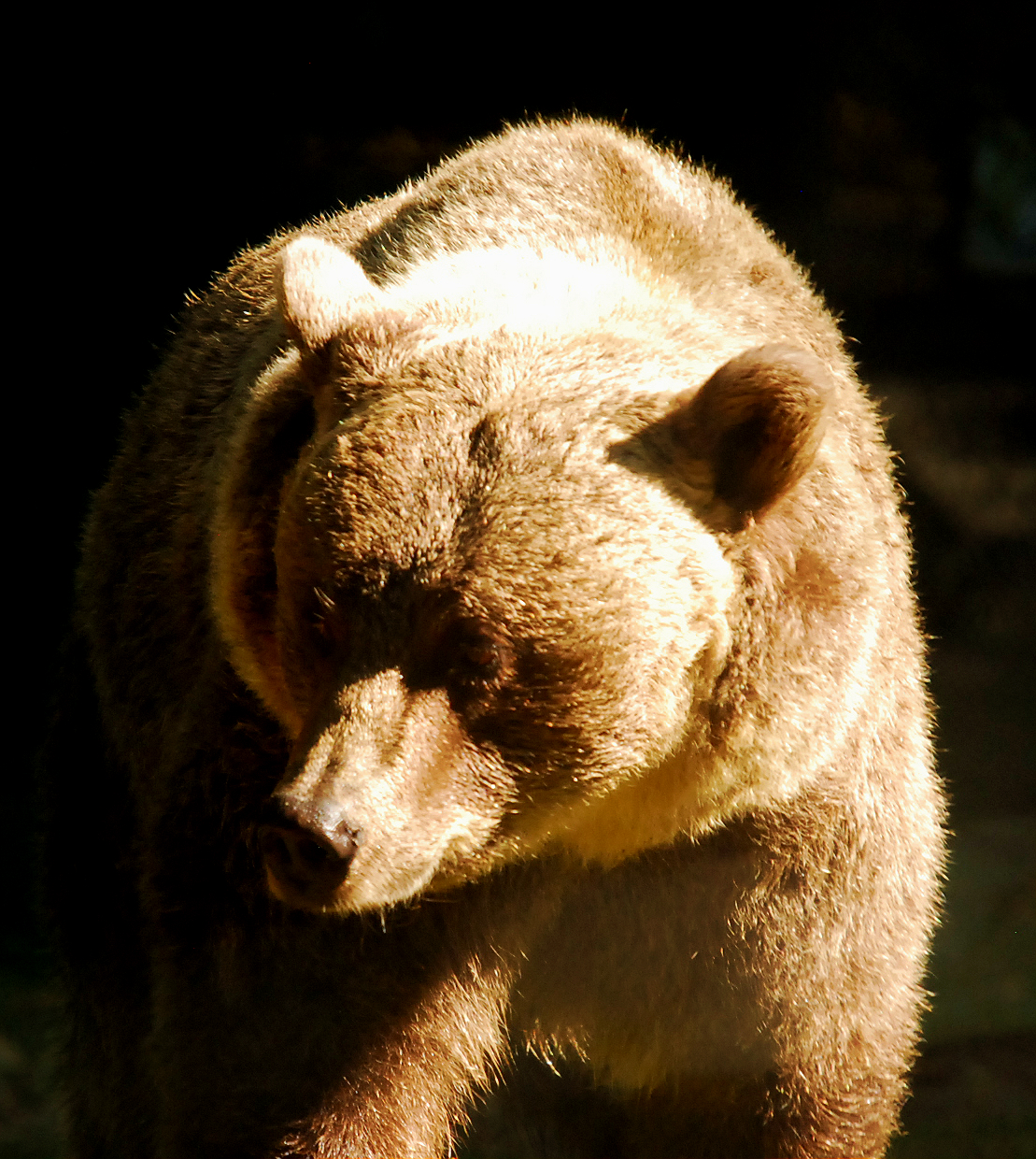 EUROPEAN BROWN BEAR