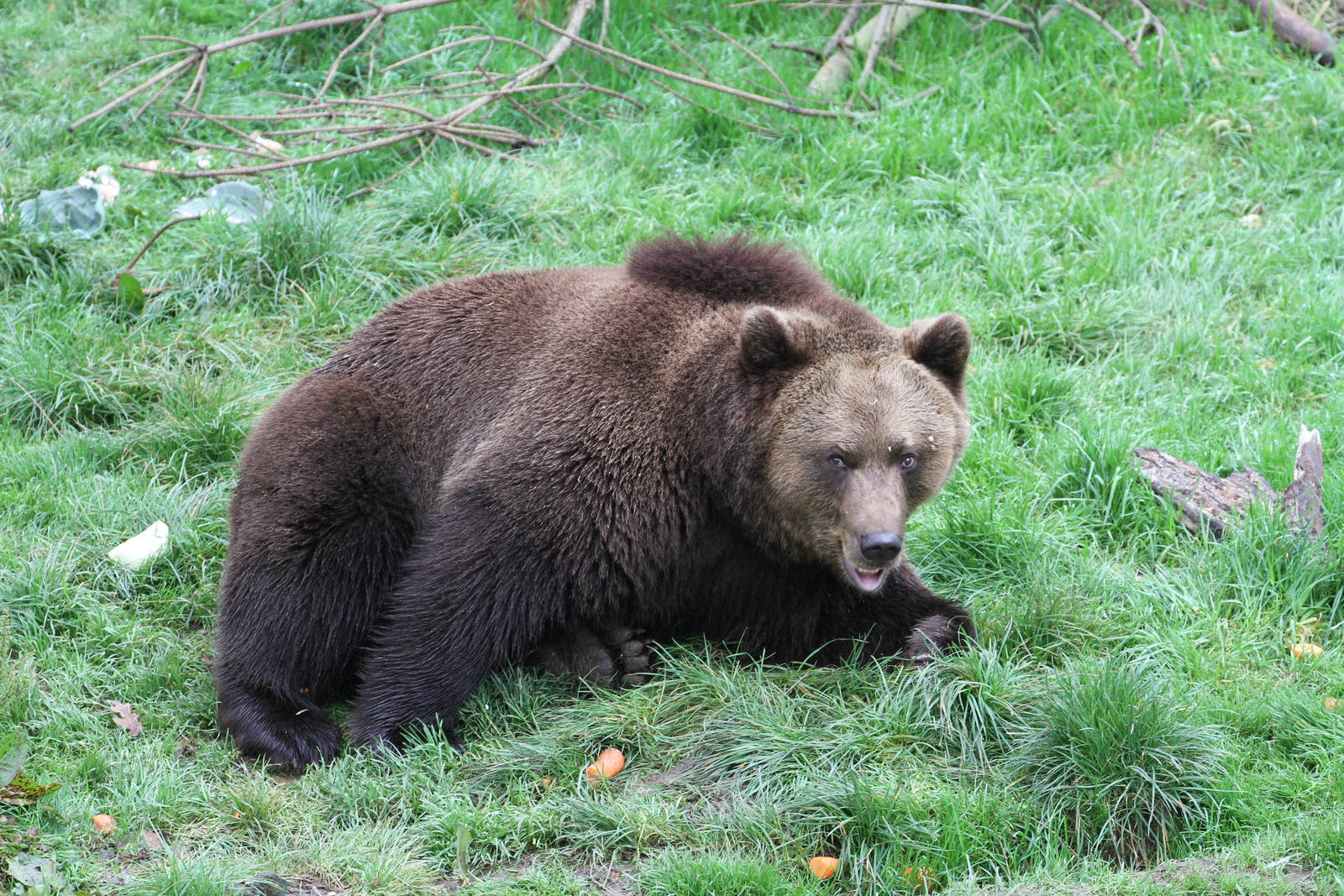 European brown bear