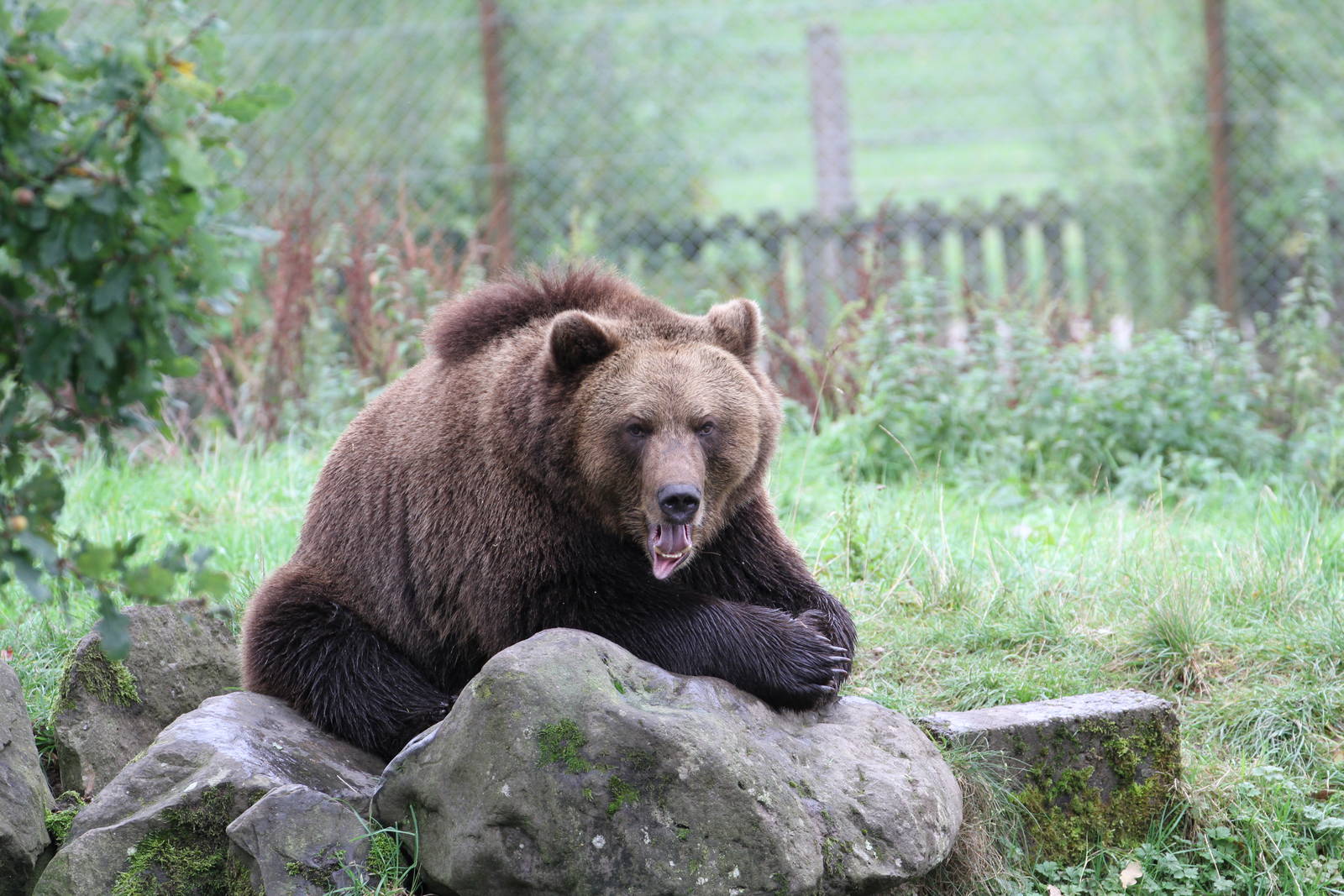 European brown bear