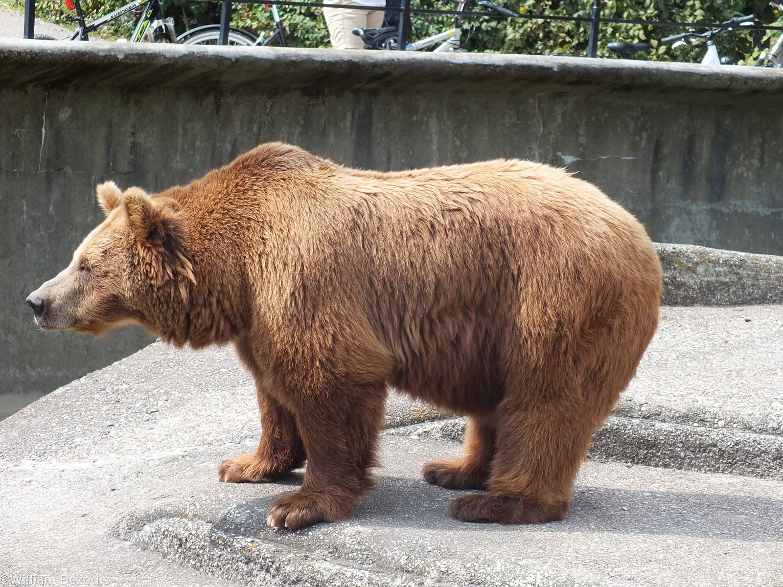 European Brown Bear