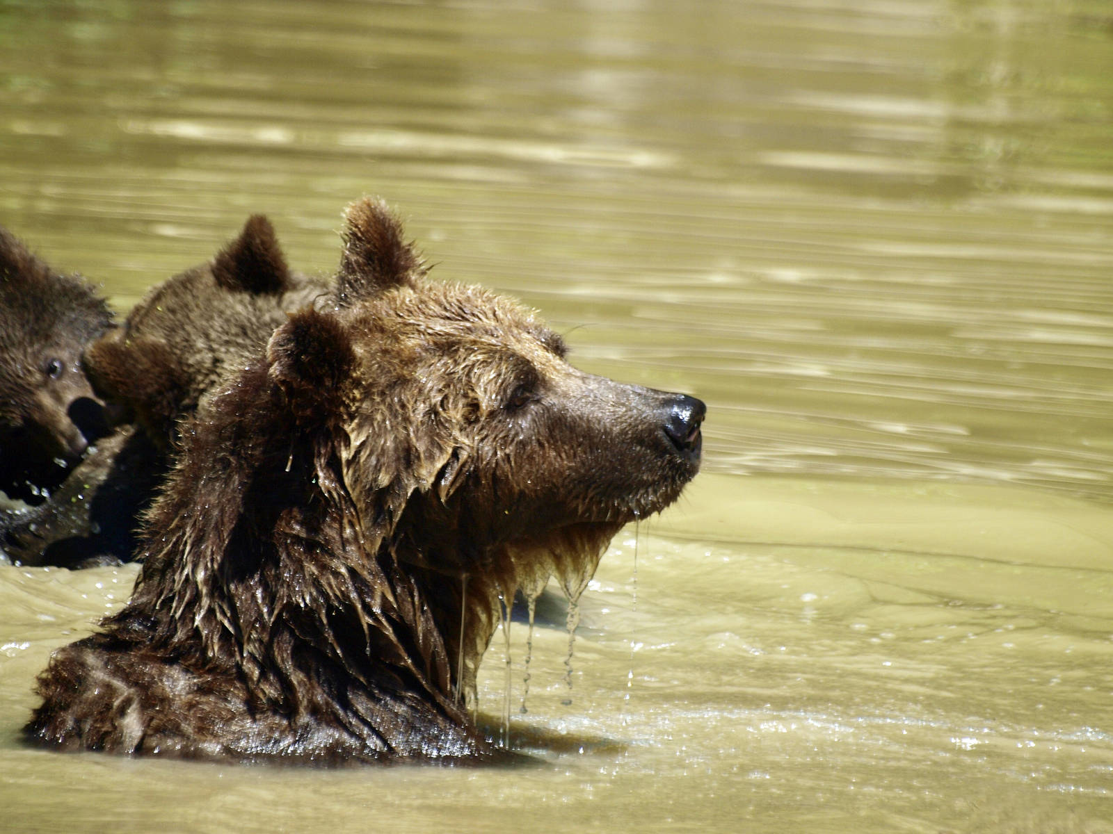 European brown bear