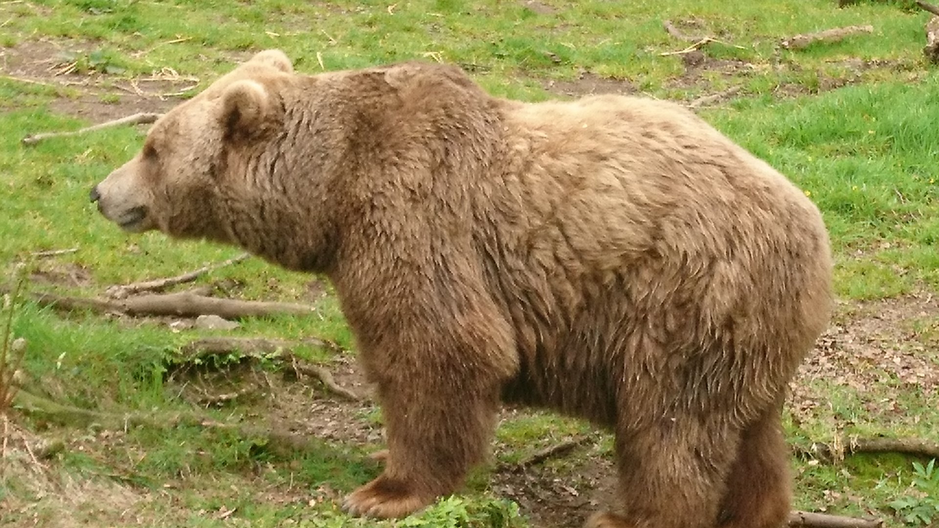 European Brown Bear